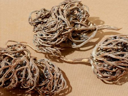 মরিয়ম ফুল